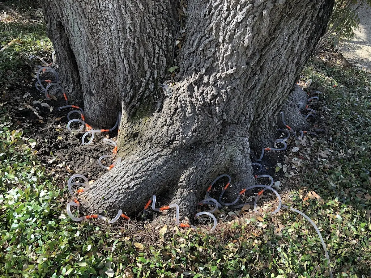 Detailed Tree Cabling and Bracing job site in Jones