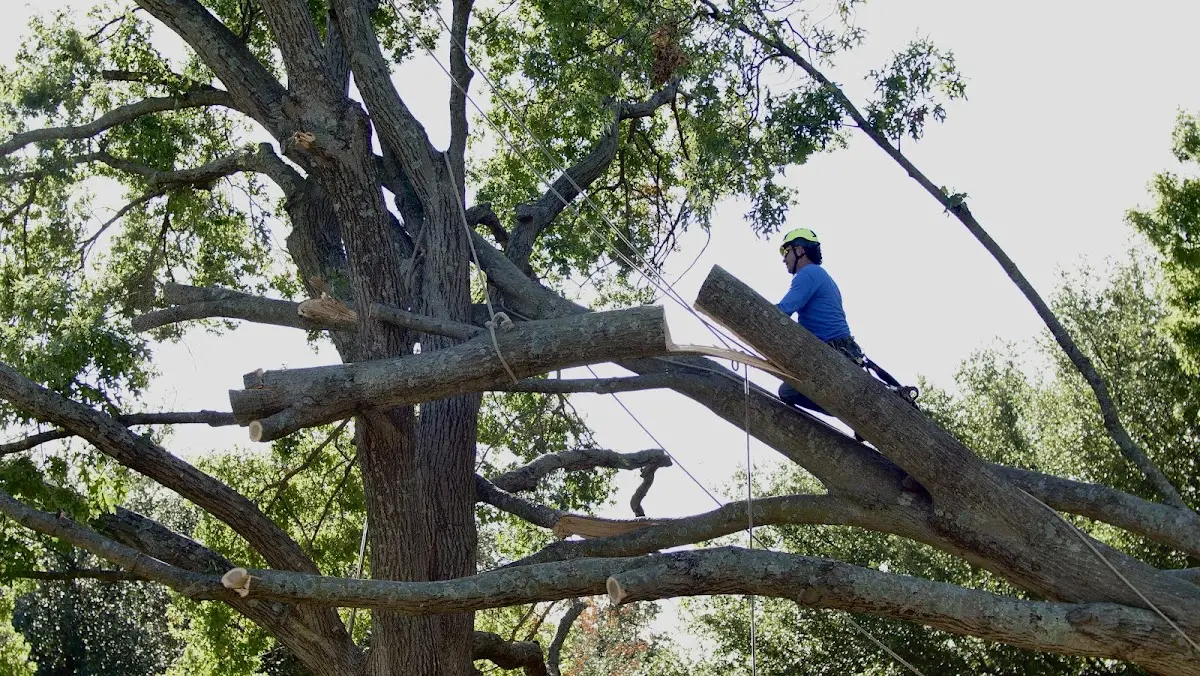 Professional Hazardous Tree Removal performed by certified arborists in Jones