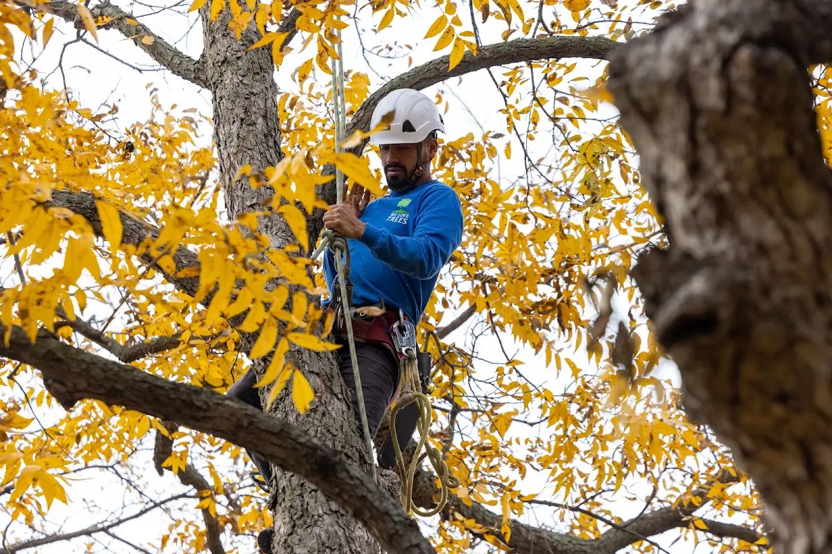 Skilled Storm Damage Cleanup crew working in Jones